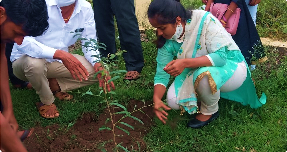 tree-plantation